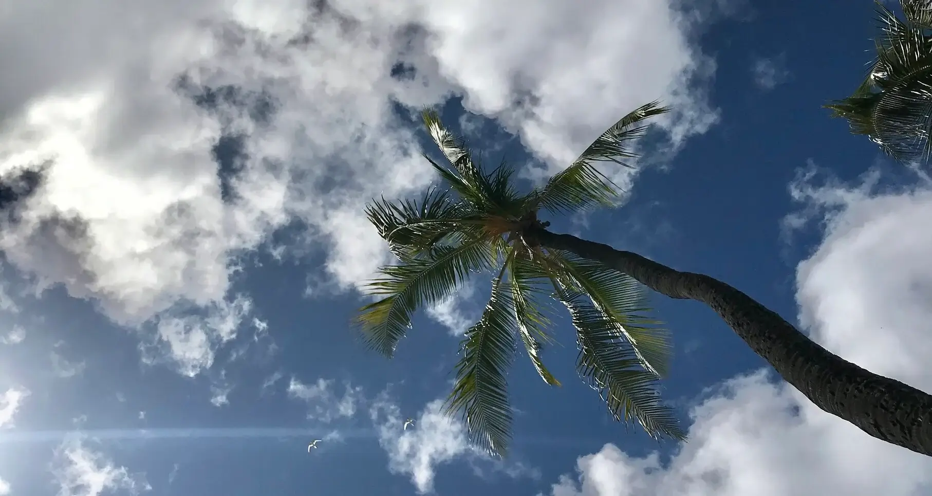 Palm Tree found in Hawaii